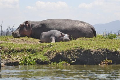 Llac Naivasha