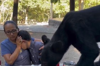 Un os negre es menja el dinar d'una família