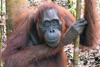 Borneo, indonèsia