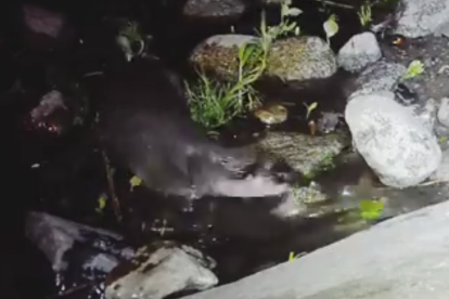 Una llúdriga jugant amb un peix