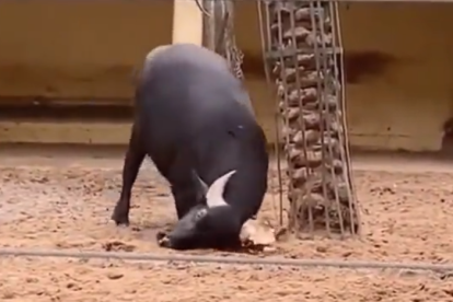 Un búfal ajuda a una tortuga en un zoo