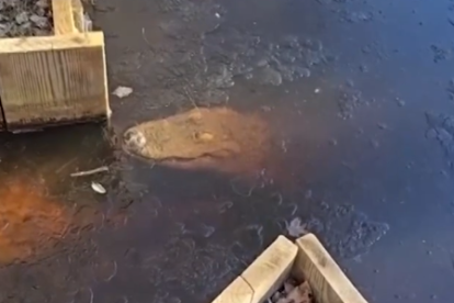 Un cocodril amb vida submergit en un llac congelat