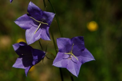 Flors en un parc de Santa Coloma