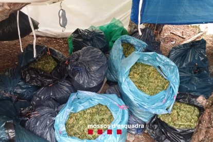 Els cabdells de marihuana ja assecats trobats a Fígols i Alinyà