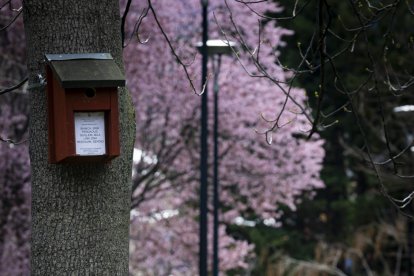 Una de les caixes niu instal·lada al Parc Central