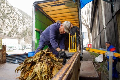 Operaris de classificació del tabac amb un farcell que anirà a Italia.