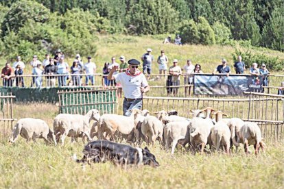 Participant a la 35a edició del Concurs de Gossos d’Atura.