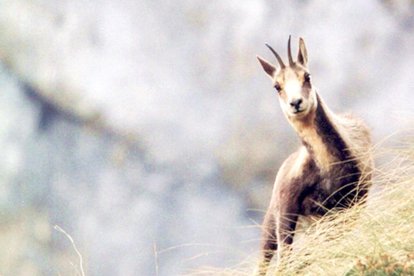 Un isard a la muntanya.