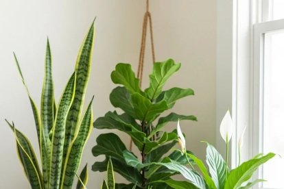 Les plantes