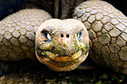 La tortuga gegant de les Galápagos pot viure més de cent cinquanta anys i pesar més de dos-cents quilos.