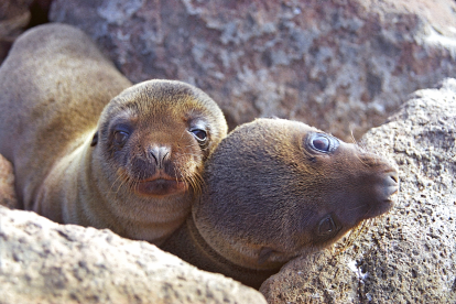 Tot i que és difícil resistir-se, està prohibit tocar els cadells de lleó marí perquè la mare podria rebutjar-los.