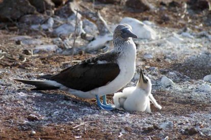 Els piquers de potes blaves marquen el seu territori amb un cercle d’excrements.