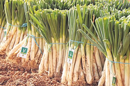 Comença la temporada de calçots.