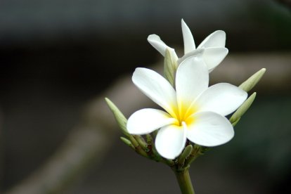 El frangipani és la flor emblemàtica del Pacífic Sud.