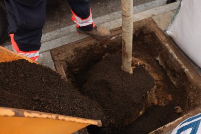 Plantació d'un arbre a Escaldes-Engordany.