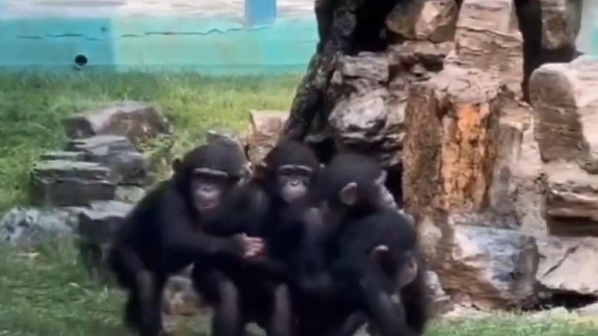 Quatre petits goril·les fan el tren en un zoo