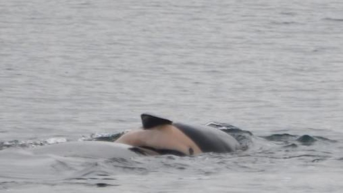 Orca carrega amb la seva cria morta