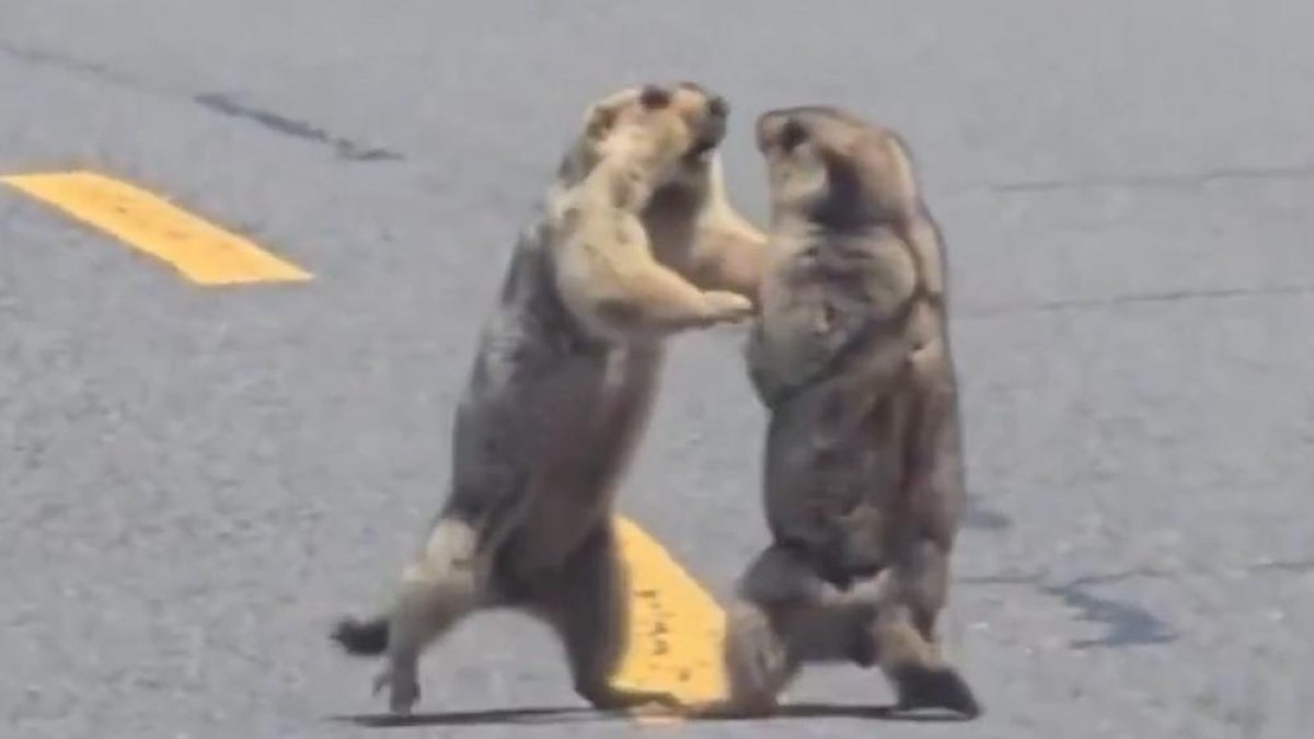 Baralla marmotes a la Xina