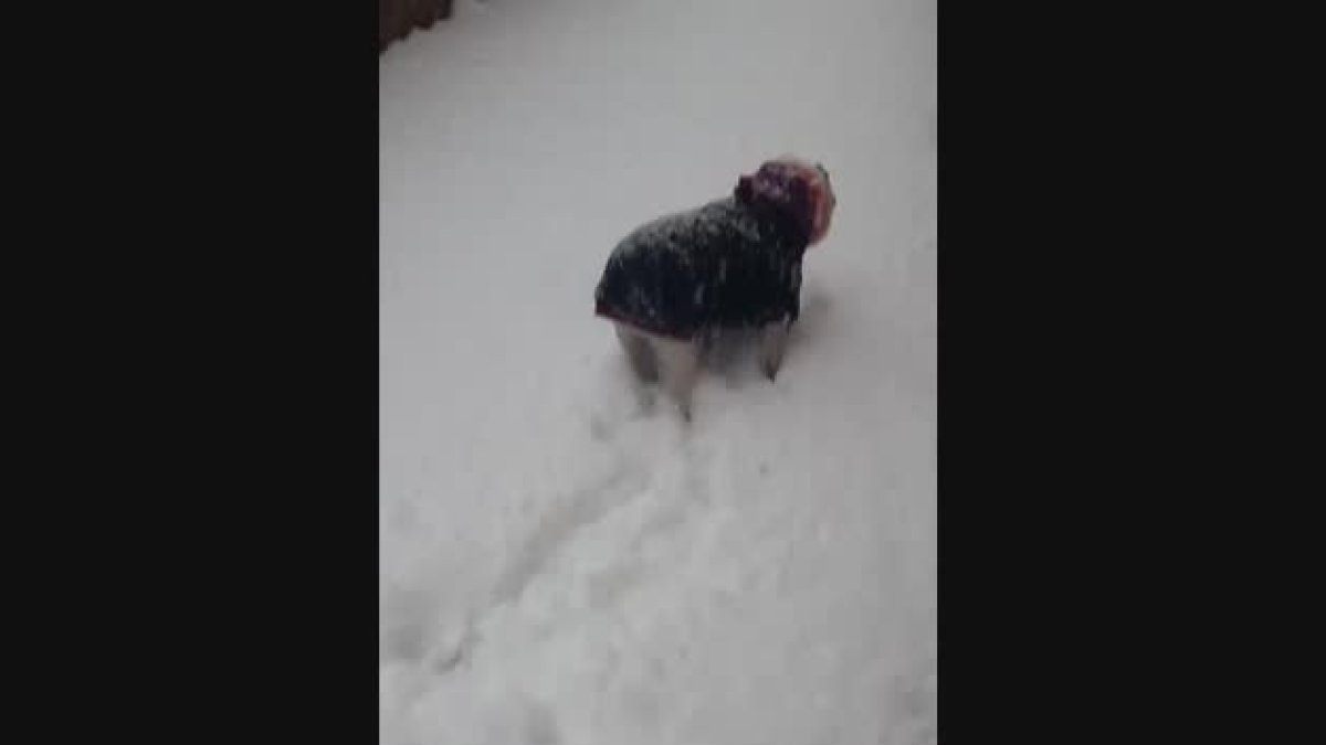 Els peluts s'ho passen molt bé a la neu