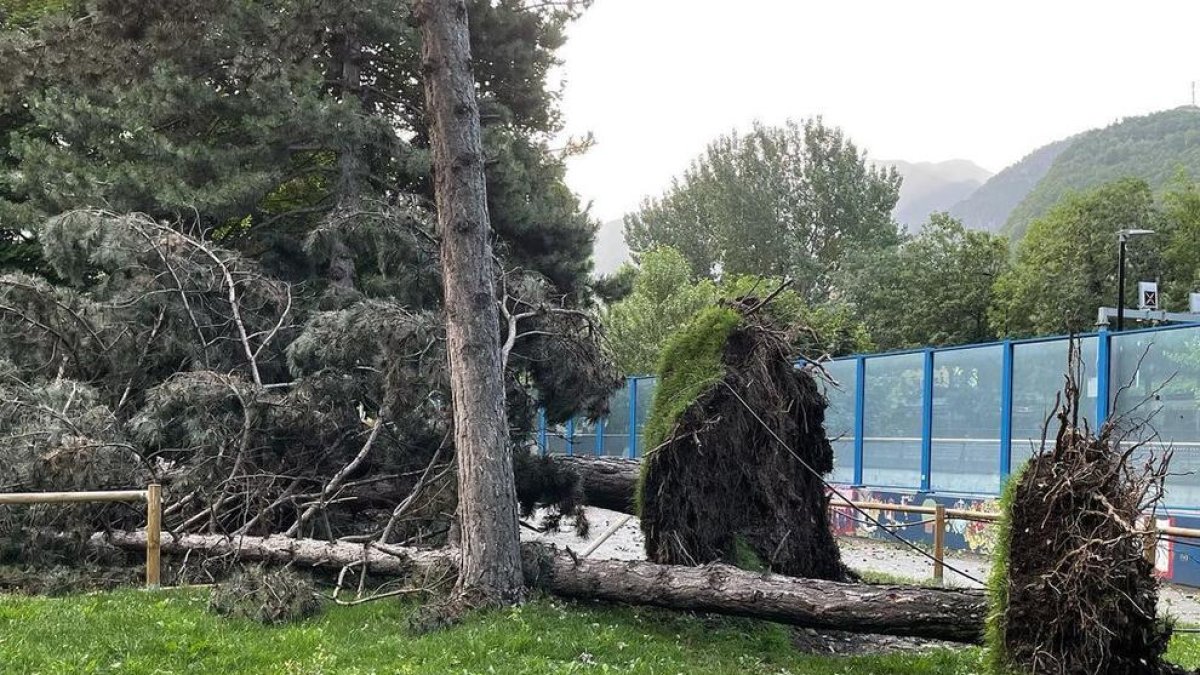 Un dels dos arbres caiguts al Lycéé