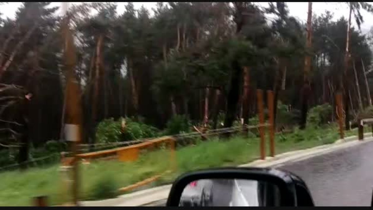 El vent tomba diversos abres del bosc prop de l'Aldosa