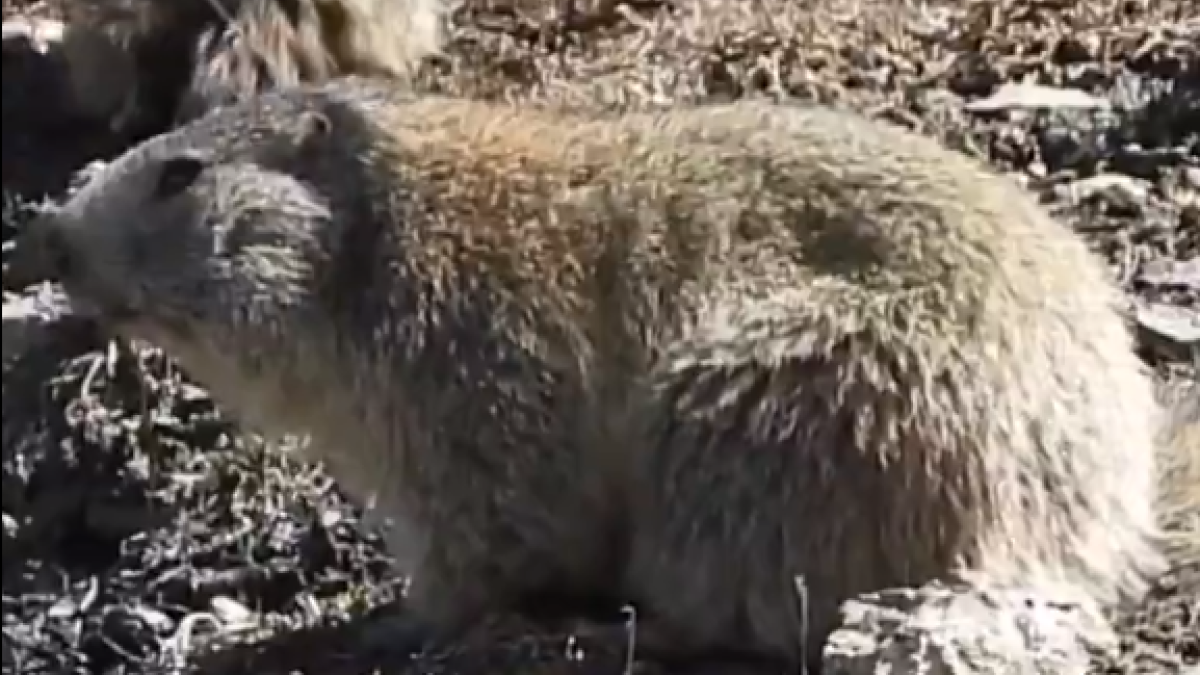 Les marmotes sortint de la hibernació