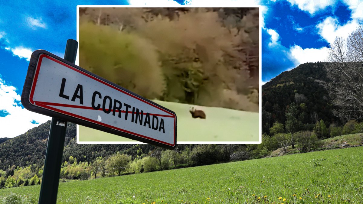 L’os a tocar de la carretera de la Cortinada.