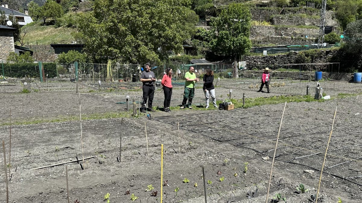 La parcel·la social de conreus als horts del Dau a Sant Julià de Lòria