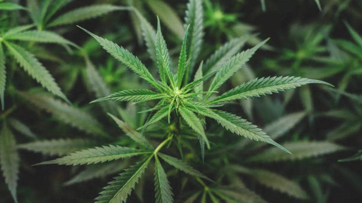Una planta de cànnabis.