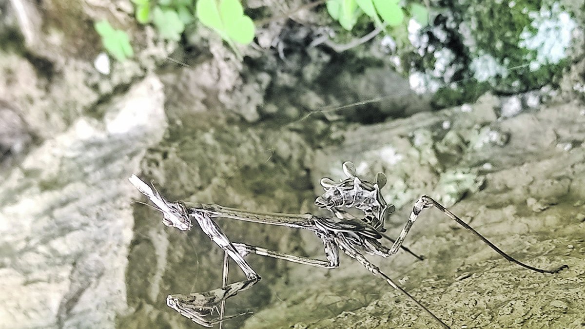 Una imatge d'una mantis