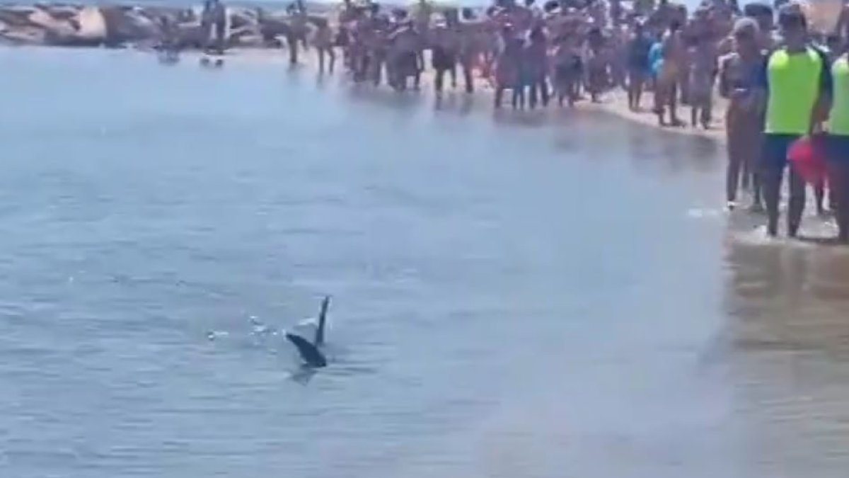 Un peix espasa de dos metres obliga a tancar al bany una platja de Cambrils