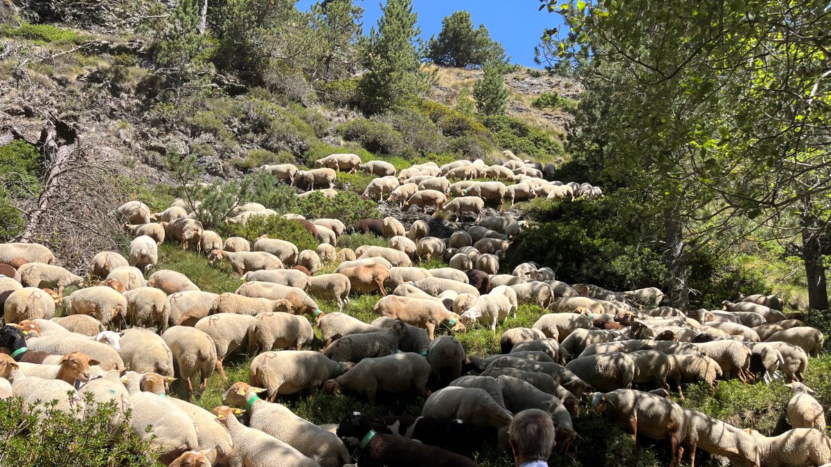 Ovelles camí de La Massana