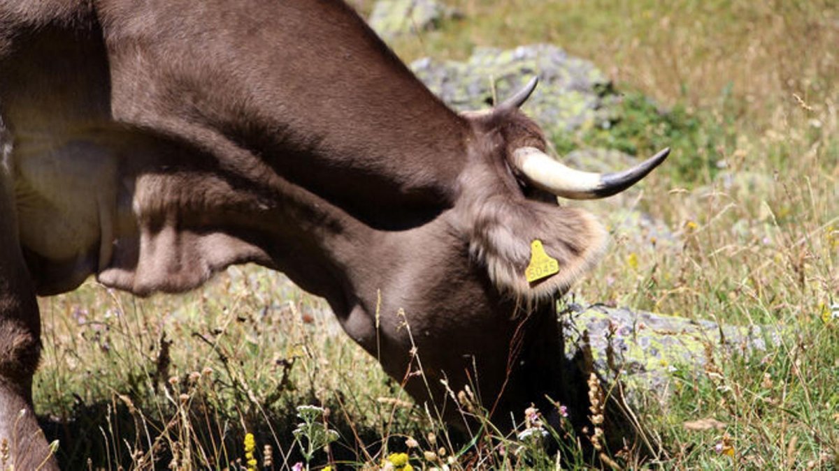 La campanya de vacunació sobre la cabana bovina està a punt de completar-se.