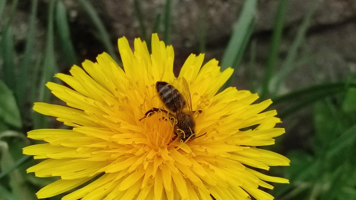 si es perden espècies, es perden insectes pol·linitzadors