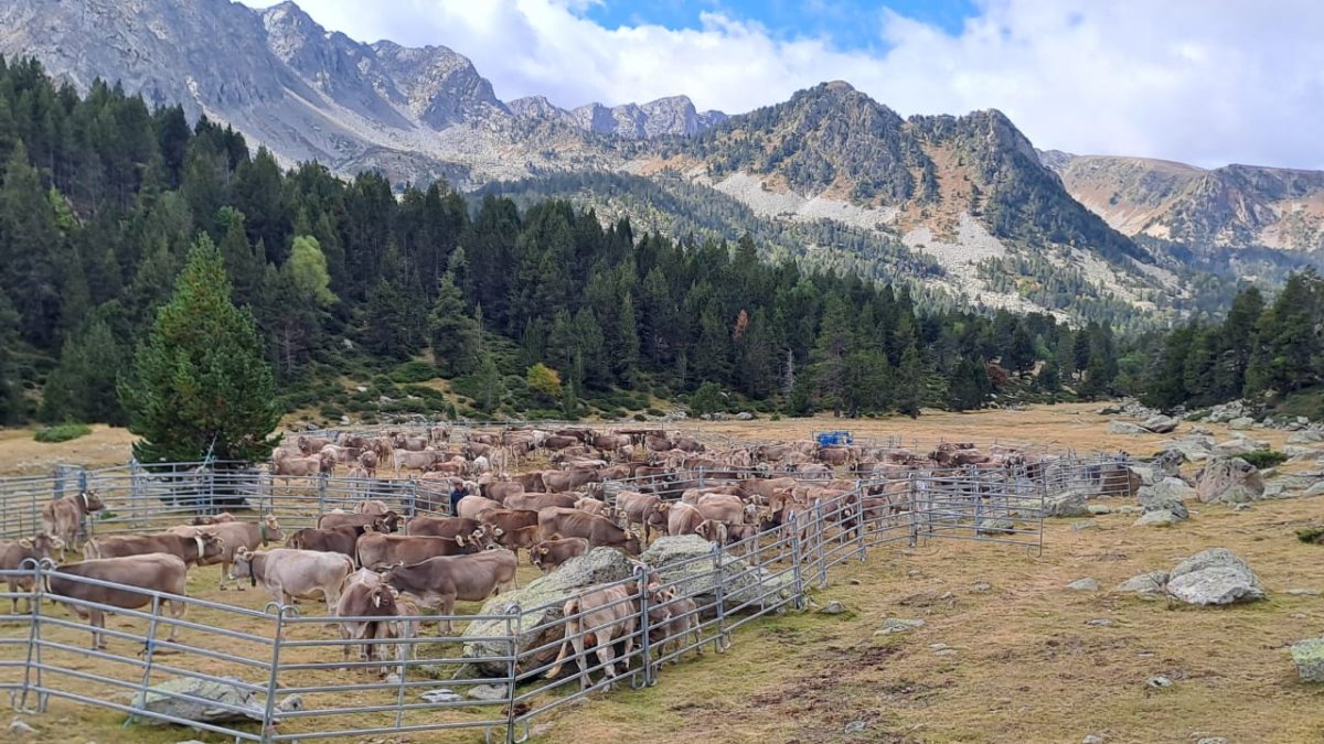 Finalitza la vacunació del virus de la llengua blava