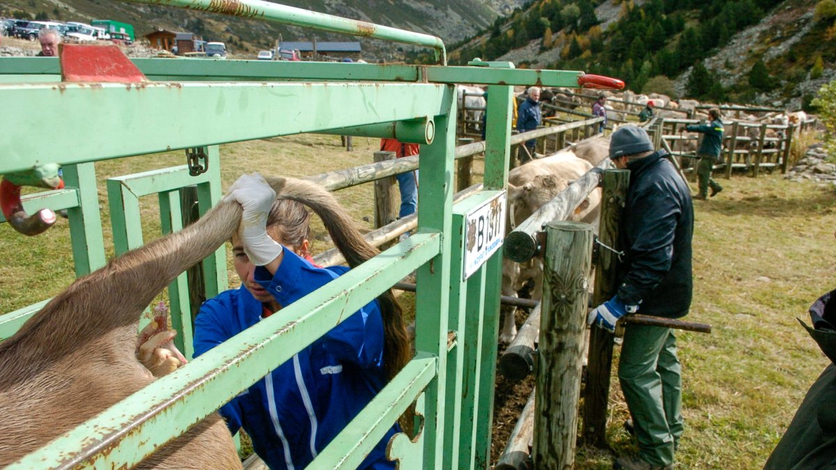 Una veterinària injectant la vacuna a una vaca.