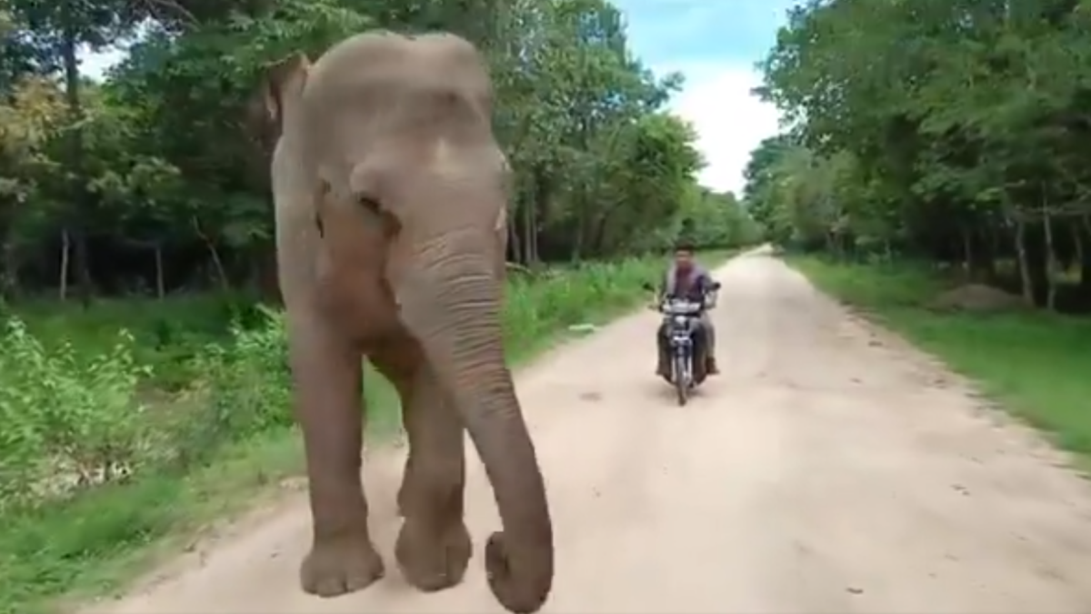 Un elefant intenta impedir que el cuidador marxi.