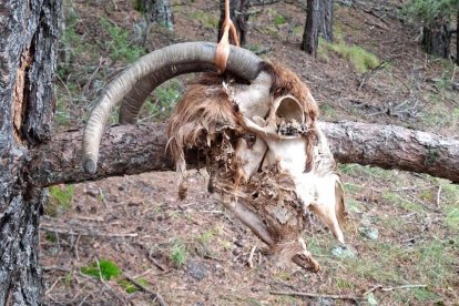 El cap de l'animal mort penjant