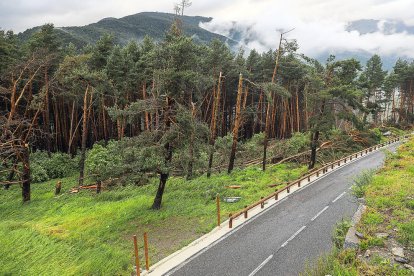 El vent tomba diversos arbres del bosc prop de l'Aldosa