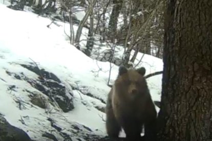 El despertar dels ossos del Pirineu