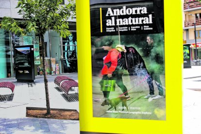 Un gos reflectit en un panell publicitari.