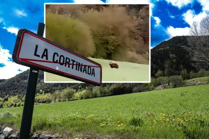 L’os a tocar de la carretera de la Cortinada.