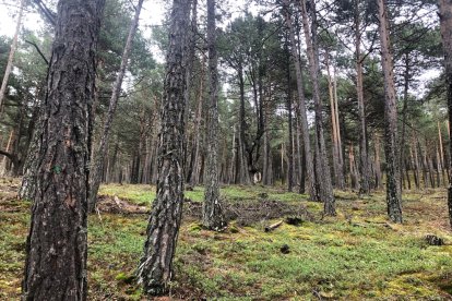 Un bosc d’Arinsal.