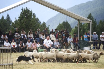 Concurs de gossos d'atura a Canillo el 2023