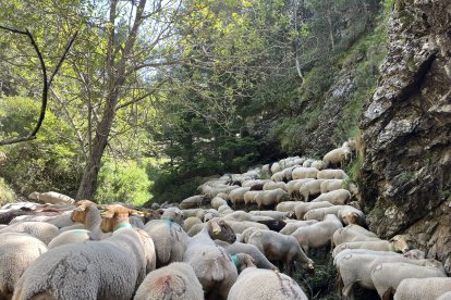 Les ovelles provinents de la Seu ja han entrat al Principat