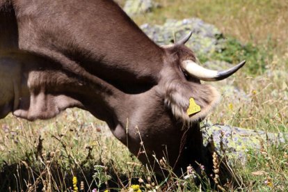 La campanya de vacunació sobre la cabana bovina està a punt de completar-se.