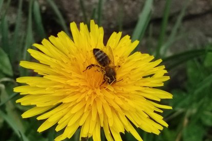 si es perden espècies, es perden insectes pol·linitzadors