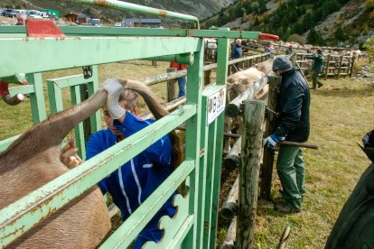 Una veterinària injectant la vacuna a una vaca.