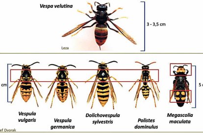 És important saber distingir-la de les vespes autòctones