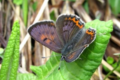 La papallona 'coure violeta' (Lycaena helle), una espècie amenaçada a nivell mundial.